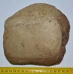 Mammuthus sp. astragalus csont (1088 gramm)