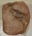 Mammuthus sp. astragalus bone (1088 grams)