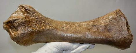 Woolly Rhinoceros radius bone  SOLD (MTG) 12