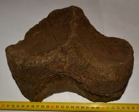 Mammuthus meridionalis partial tibia bone (3929 grams)