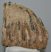 Mammuthus meridionalis részleges fog (2535 gramm) ELFOGYOTT (R) 06