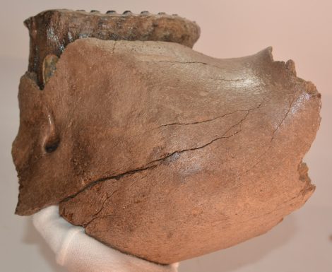 Mammuthus primigenius részleges állkapocs (3991 gramm)