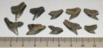 10 pieces Galeocerdo aduncus partial Shark teeth