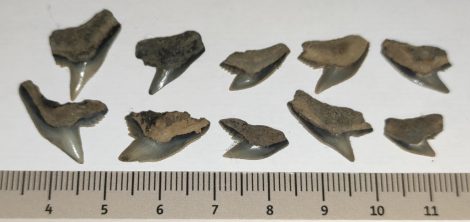 10 pieces Galeocerdo aduncus partial Shark teeth