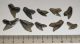 10 pieces Galeocerdo aduncus partial Shark teeth