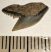 10 pieces Galeocerdo aduncus partial Shark teeth