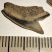 10 pieces Galeocerdo aduncus partial Shark teeth