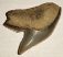 10 pieces Galeocerdo aduncus partial Shark teeth