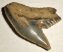 10 pieces Galeocerdo aduncus partial Shark teeth