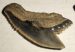 10 pieces Galeocerdo aduncus partial Shark teeth