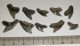 10 pieces Galeocerdo aduncus partial Shark teeth