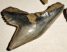 10 pieces Galeocerdo aduncus partial Shark teeth