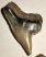 10 pieces Galeocerdo aduncus partial Shark teeth