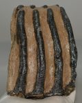 Mammuthus meridionalis partial tooth (1641 grams)