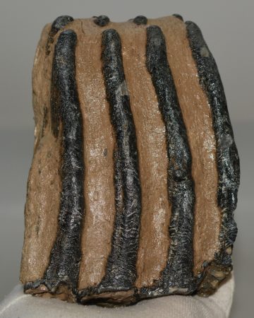 Mammuthus meridionalis partial tooth (1641 grams)
