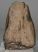 Mammuthus meridionalis partial tooth (1641 grams)
