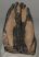Mammuthus meridionalis partial tooth (1641 grams)