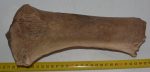 Rhinoceros partial radius bone