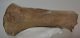 Rhinoceros partial radius bone Rhinoceros partial radius bone