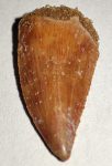 Deltadromeus agilis partial dinosaurus tooth (17 mm)