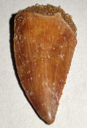 Deltadromeus agilis partial dinosaurus tooth (17 mm)