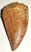 Deltadromeus agilis partial dinosaurus tooth (17 mm)