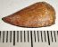 Deltadromeus agilis partial dinosaurus tooth (17 mm)