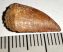 Deltadromeus agilis partial dinosaurus tooth (17 mm)
