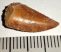 Deltadromeus agilis partial dinosaurus tooth (17 mm)