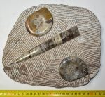 2 Goniatite ammonites and an Orthoceras fossil on limestone