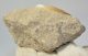 Plesiosaurus mauritanicus fog kőzetben (155 gramm)