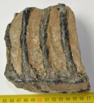 Mammuthus meridionalis részleges fog (1372 gramm)