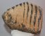 Mammuthus meridionalis részleges fog (4341 gramm)
