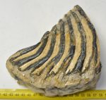 Mammuthus primigenius partial tooth (1492 grams)