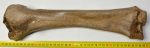 Equus sp. radius bone 