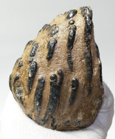 Mammuthus sp. részleges fog (958 gramm)