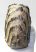 Mammuthus sp. részleges fog (958 gramm)