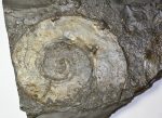 Harpoceras falcifer ammonitesz Ohmden közeléből (11,3 Kg)