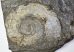  Harpoceras falcifer ammonite form Ohmden (11,3 Kg) 