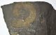  Harpoceras falcifer ammonite form Ohmden (11,3 Kg) 