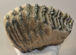 Mammuthus meridionalis partial tooth (1955 grams)