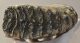 Mammuthus meridionalis partial tooth (1955 grams) Mammuthus meridionalis partial tooth (1955 grams)