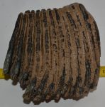Mammuthus primigenius partial tooth (1994 grams)