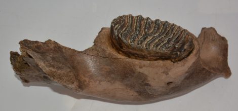 Mammuthus primigenius jobb alsó állkapocs (7,1 Kg) gyapjas mamut