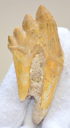 Basilosaurus partial whale tooth