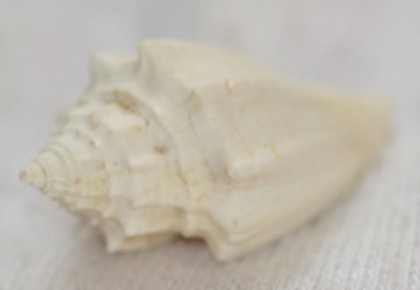 Athleta (Volutospina) spinosa from France