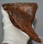 Mammuthus primigenius tooth (767 grams)