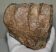 Mammuthus meridionalis részleges fog (1316 gramm)