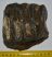 Mammuthus meridionalis részleges fog (1316 gramm)