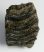 Részleges Mammuthus meridionalis fog (640 gramm)